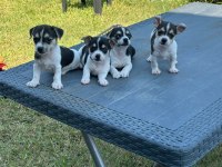0 NUMARA TEACUP CHİHUAHUA YAVRUM HAZIR
