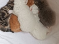 British longhair shorthair yavrular