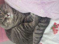 İki yaşındaki scottish fold oğlumuza kız arıyoruz