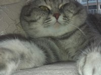 Tam bir aile kedisi çok akıllı ve sağlıklı scottish fold