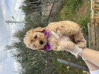 Orijinal dişi brown toy poodle