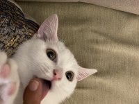 3 Aylık Erkek British Shorthair
