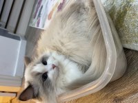 Ragdoll dişi kedime eş arıyorum