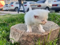 British shorthair erkek ve dişiler