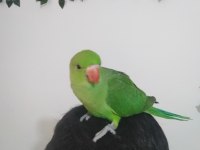 Yavru El Besleme Pakistan Papağanı