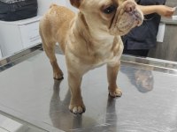 French bulldog köpeğimize bir bakın derim