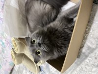 Ücretsiz cins british longhair