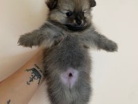 Pomeranian Boo 50 Günlük