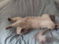 British Blue Point Longhair