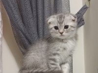 Scottish fold yeterince anne sütünü aldı
