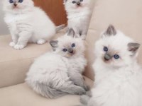 British Shorthair Yavrular Evinizin Neşesi Olacaktır