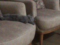 Yavru sevimli British Shorthair