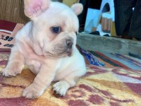Üst Düzey Kalite flufy karier french bulldog bebekler