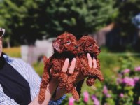 Toy Poodle yavrular ruhsatlı çiftlikten