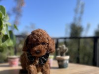 ÜST KALİTE KORE KAN POODLE YAVRULAR