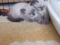 Safkan blue point british shorthair