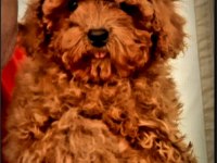 Toy Poodle yavrularımız efsane bebişler