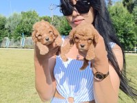 Maltipoo yavrularım çok sevimliler