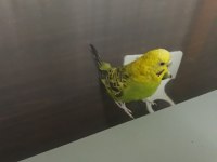 Uygun ister tek ister toplu 3 adet muhabbet uygundur