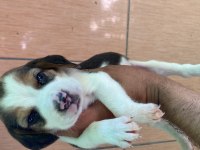 Beagle biblolar