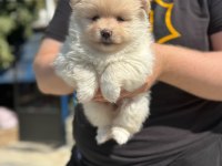 Dişi Pomeranian Boo Yavrusu