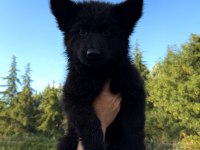 Scr Li Solid Black Özel Alman Kurdu