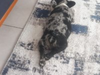 French Bulldog Merle Tan 2,5 Aylık Erkek