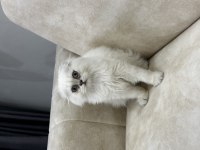 A KALİTE SAFKAN SCOTTİSH FOLD LONGHAİR AŞILI KARNELİ