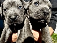 45 Günlük Canecorso Tosun Yabivrular