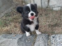 MİNİCİK MUTLULUK TEACUP ŞİVAVA YAVRULARI