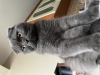 Scottish fold şecereli erkek eş aranmaktadır