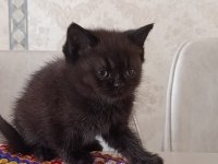 Mama ve kum eğitimleri tamam kediler