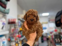 Birbirinden sevimli toy poodle