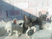 FRENCH BULLDOG YAVRULARIMIZA YUVA ARIYORUZ