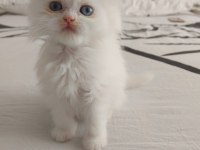 Safkan british shorthair yavruları
