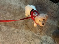 3 Aylık Yavru Köpeğimiz