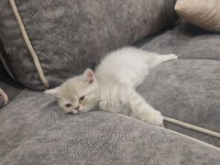 British shorthair yavrular