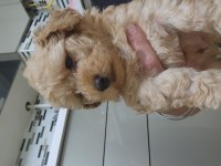 Olağanüstü güzellikte maltipoo