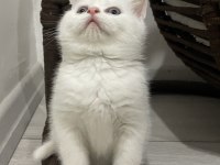 RED POINT VE BLUE POINT BRITISH SHORTHAIR YAVRULAR