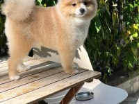 POMERİAN BOO YAVRUMUZ