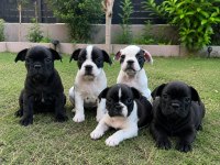 French Bulldog Yavrularımız