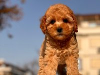 Red Toy Poodle Yavrular