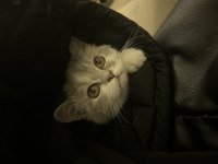 2.5 aylık dişi british shorthair bicolor