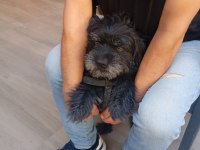 KÖPEĞİMİZİ EŞLEŞTİRMEK İSTİYORUZ