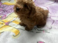 2 aylık poodle köpeği