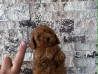 BİBLO GÜZELLİĞİNDE RED BROWN TEACUP POODLE BEBEKLER