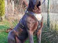 CANE CORSO YAVRULARI MÜKEMMEL ARAYANLARA