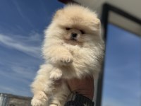 Çok özel tea cup pomeranian yavrular ziyarete açık