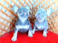 COMPACT LİLAC AND TAN QUAD FRENCH BULLDOG YAVRULAR İZMİR