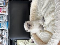 Blue Point Erkek Scottish Fold Bebeğimiz